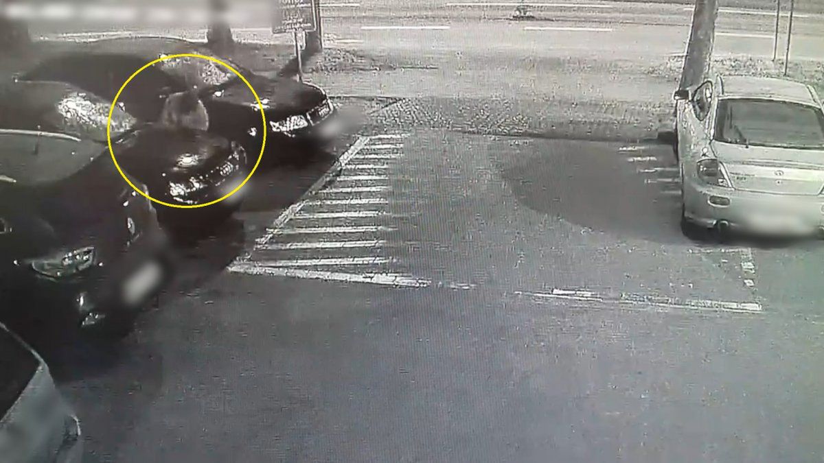 74-latek nie lubi obcych. Szkody wyceniono na 1700 zł