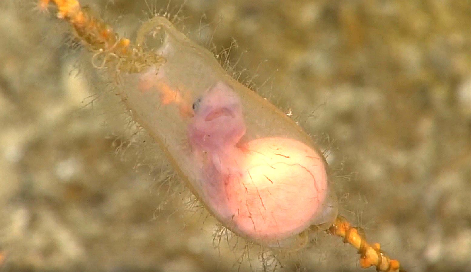 Niesamowite nagranie z głębin oceanu. Embrion rekina jak na dłoni
