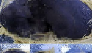 "Dostrzegłem worek na zamarzniętym jeziorze". W środku był pies [Drastyczne]