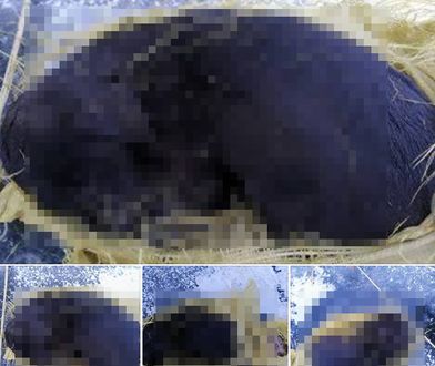 "Dostrzegłem worek na zamarzniętym jeziorze". W środku był pies [Drastyczne]