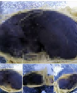 "Dostrzegłem worek na zamarzniętym jeziorze". W środku był pies [Drastyczne]