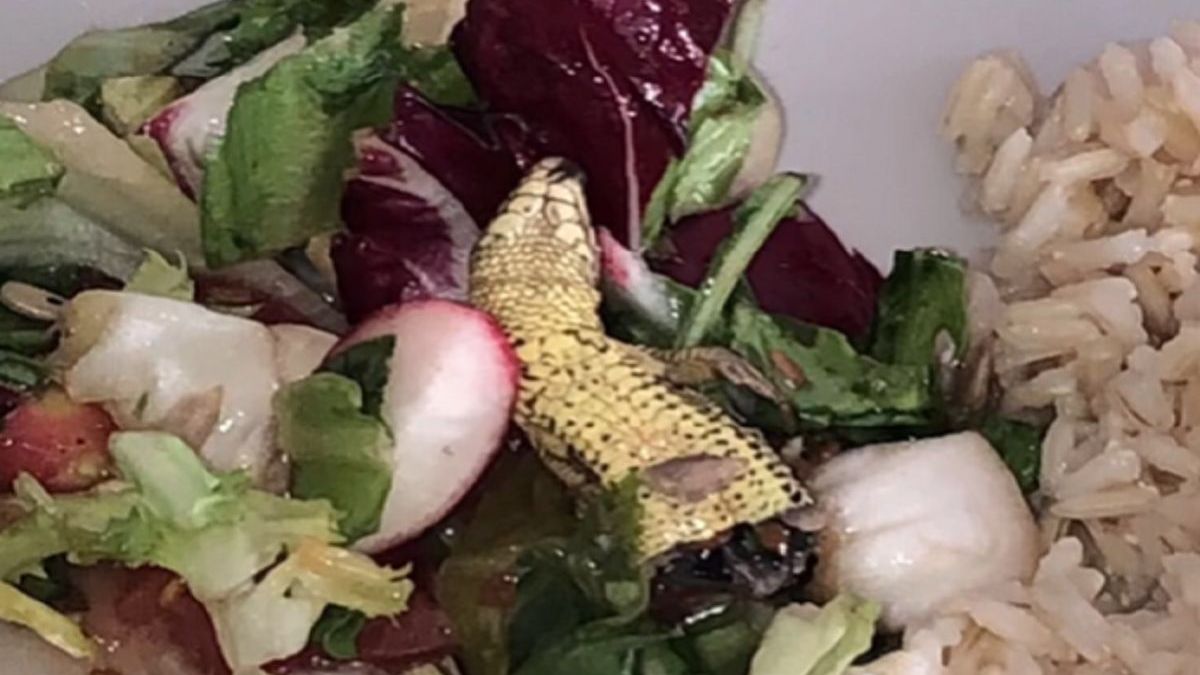 Mix sałat z Lidla z jaszczurką, Fot. tiktok/lost.broken.girl