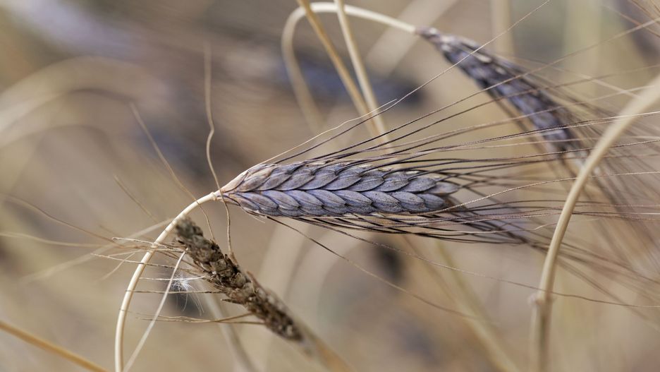 Ziarna płaskurki kryją w sobie dużą dawkę białka oraz cennych składników mineralnych