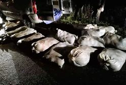 Ukradli 840 kg karpia. Wpadli na gorącym uczynku