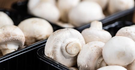 25 marca – dzień czytania Tolkiena, czyli idziemy na pieczarki!