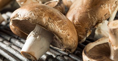 Pieczarki portobello. Co warto o nich wiedzieć