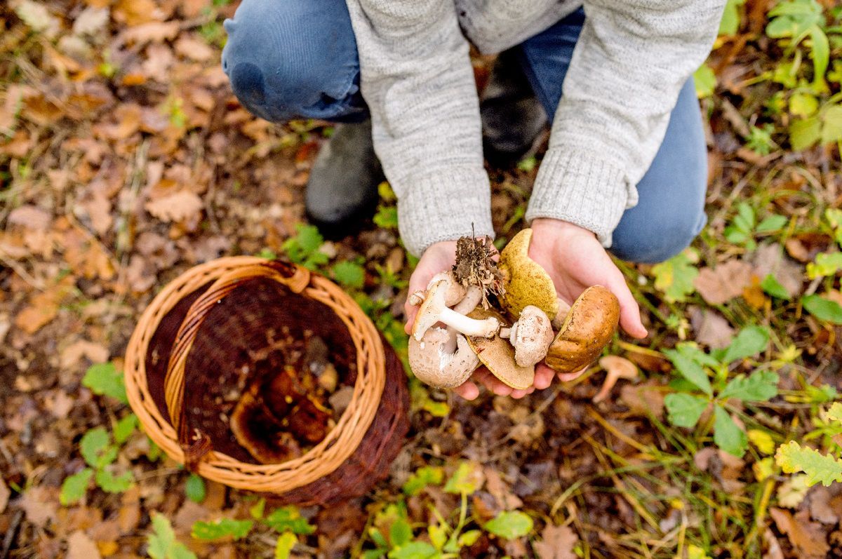 Niemal każdy polski grzybiarz je zbiera, ale mało kto je suszy. Są warte nawet 600 zł/kg