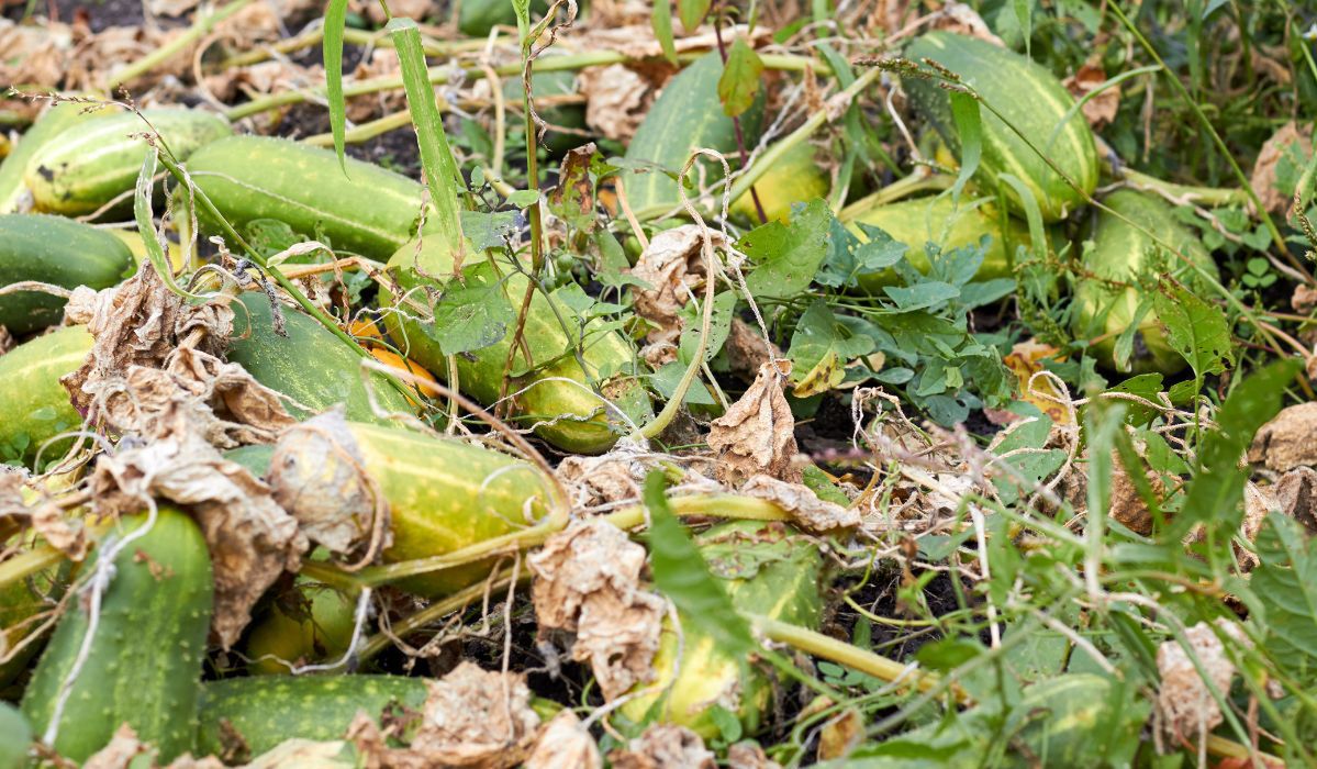 Jeszcze wczoraj były zbyt małe, dziś są zdecydowanie za duże. Na szczęście, można z nich zrobić coś naprawdę smacznego