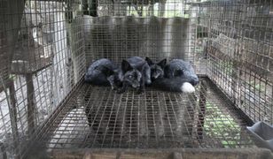 Obietnice PiS a rzeczywistość. Zwierzęta cierpią po cichu