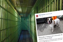 Są chętni na adopcję psa, ale jego właścicielka uparcie odmawia, chociaż sama nie może się nim zająć