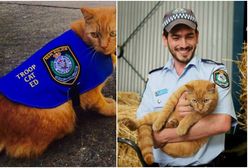 Ed - kot, który służy... w policji