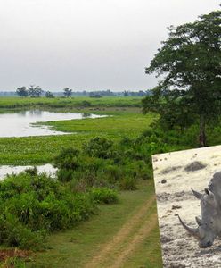 Zabijają ludzi żeby ochronić zwierzęta. Nie żyje już 50 osób