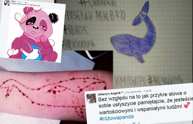 "Niebieski wieloryb" zabiija coraz więcej osób. Różowa panda może to zatrzymać