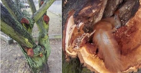 „To szaleństwo”. Oto, co mówią stołeczni mieszkańcy o wycince w parku