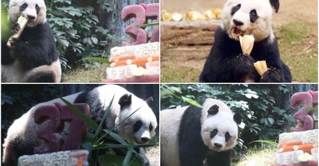 W Hongkongu uśpiono najstarszą pandę żyjącą w niewoli
