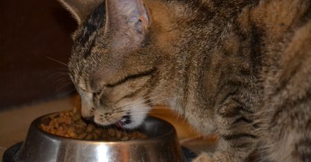 PETA namawia właścieli psów i kotów: zmieńcie dietę pupili na wegetariańską