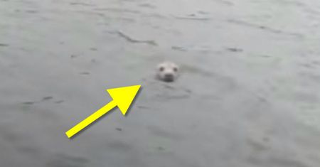 Wędkarze z Grudziądza wyszli na ryby. Zamiast nich znaleźli w Wiśle... fokę! [WIDEO]