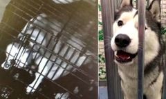 Wielka ucieczka ze sklepu. Wydostał się z klatki, żeby uwolnić swoich kolegów