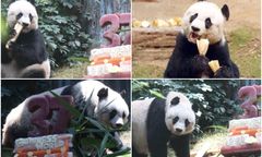 W Hongkongu uśpiono najstarszą pandę żyjącą w niewoli