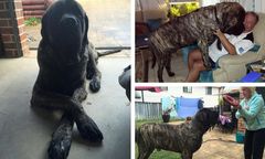 Oto Baron - największy pies w Australii. Ma prawie 2 metry wysokości i waży 113 kg