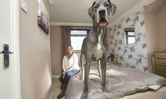 Oto Freddie największy pies w Wielkiej Brytanii. Był... najsłabszym i najmniejszym psem w miocie