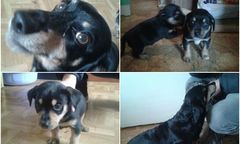 Poszukiwany dom dla Iskry - jamniczki, której właścicielka została brutalnie zamordowana