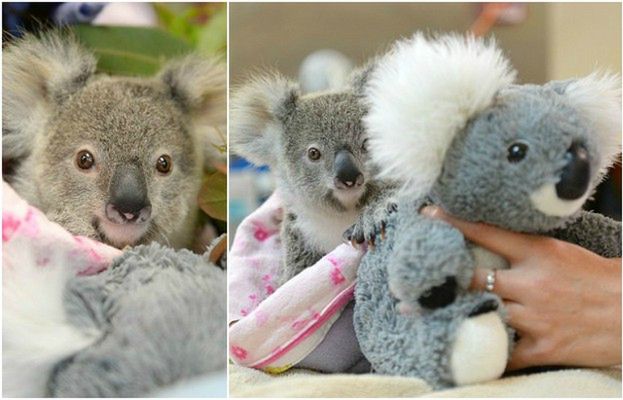 9-miesięczny koala tuli się do pluszowej zabawki. Tak osierocony Shayne walczy z traumą po utracie matki