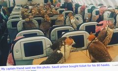 "Kto bogatemu zabroni?" - Saudyjski książę przewiózł swoje sokoły wykupując im... 80 biletów w samolocie pasażerskim