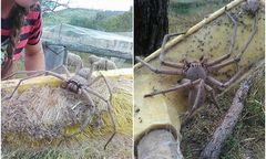 Sfotografowano najprawdopodobniej jednego z największych pająków na świecie