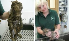 Znaleźli tajemnicze zwierze całe pokryte błotem. Nikt nie zgadł jakiej jest rasy dopóki nie zostało umyte