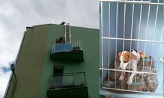 Suczka pozostawiona sama sobie oszczeniła się na balkonie. Zginęły wszystkie szczenięta