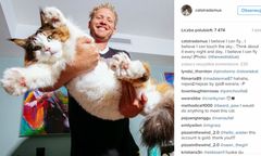 Poznajcie Samsona - najprawdopodobniej największego kota na świecie, który waży 13 kg i ma 130 cm długości