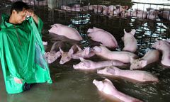 Farmer został zmuszony do pozostawienia 6 tys. świń na śmierć. Żegnał się z nimi ze łzami w oczach