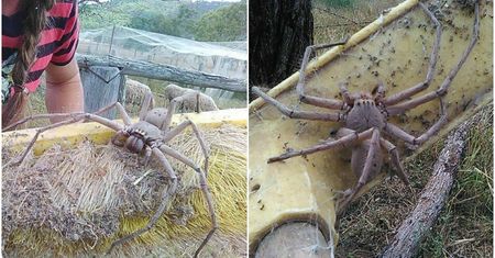 Sfotografowano najprawdopodobniej jednego z największych pająków na świecie