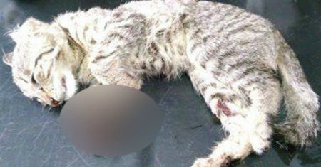 Ktoś bestialsko skatował małego kotka. TOZ oferuje nagrodę za pomoc w złapaniu sprawcy