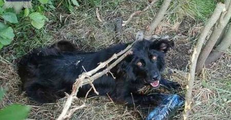 Ktoś przywiązał psa do drzewa i zostawił go na śmierć. Policja szuka właściciela zwierzęcia