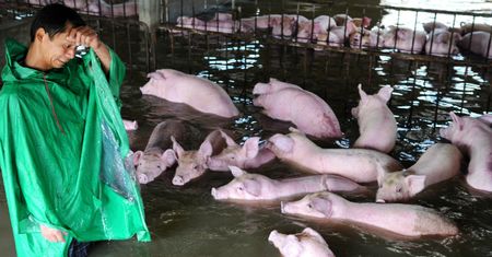 Farmer został zmuszony do pozostawienia 6 tys. świń na śmierć. Żegnał się z nimi ze łzami w oczach