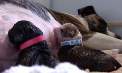 Ciężarna suczka skrywała w swoim brzuchu wielki sekret. Nie zgadniecie, ile maleństw urodziła