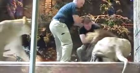 Opiekun w zoo został zaatakowany przez lwa. Do obrony mężczyzny rzuciła się... lwica! [WIDEO]