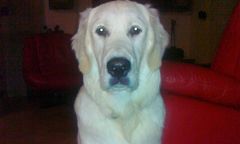 Zaginął pies-terapeuta! Pomóż 8-letniemu chłopcu go odnaleźć