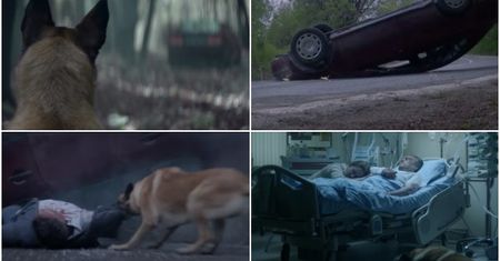 Wstrząsające wideo. Mężczyzna porzucił psa w lesie, a chwilę później miał wypadek. Zwierzę uratowało mu życie