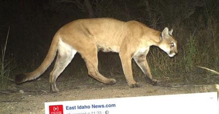 Puma próbowała upolować czterolatkę. Rodzicom udało się uwolnić dziewczynkę