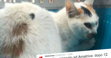 Uratowano kotkę, która spędziła 12 dni pod gruzami po trzęsieniu ziemi we Włoszech