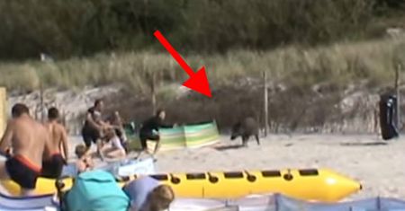 Dzik na plaży w Karwii atakował ludzi