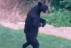 Niedźwiedź, który chodził jak człowiek został zabity. Myśliwy polował na niego 3 lata