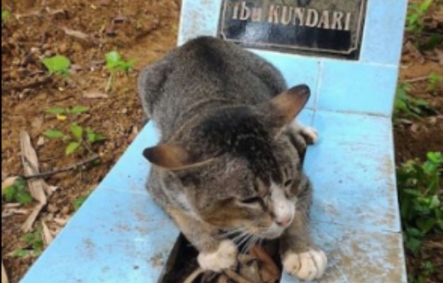 Kot spędził rok przy grobie swojego właściciela