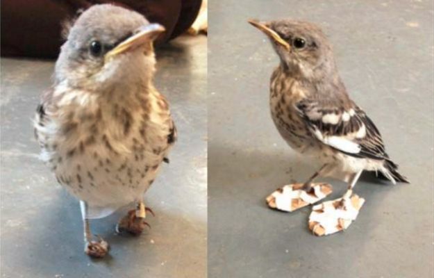 Okaleczony ptaszek otrzymuje malutkie buty, by znów chodzić