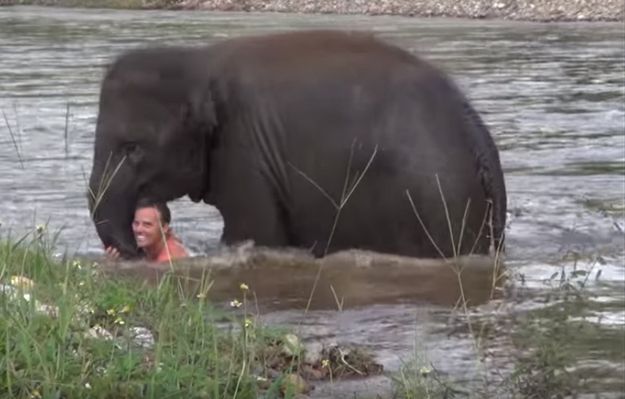 Słoń ratuje topiącego się mężczyznę