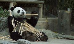 Panda wielka nie jest już gatunkiem zagrożonym wyginięciem