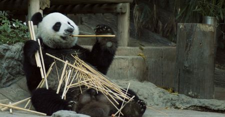 Panda wielka nie jest już gatunkiem zagrożonym wyginięciem